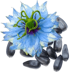 schwarzkummelol startseite blume